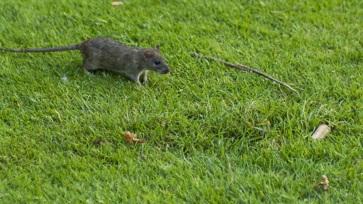 Un rat sur la pelouse des Jardins du Louvre, mercredi 23 juillet 2014 &agrave; Paris. (FRANCOLON XAVIER/SIPA)