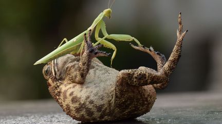 Une mante religieuse marche sur le ventre d'un crapaud qui semble appr&eacute;cier &agrave; Djakarta (Indon&eacute;sie), le 22 octobre 2013. (SOLENT NEWS / SIPA)