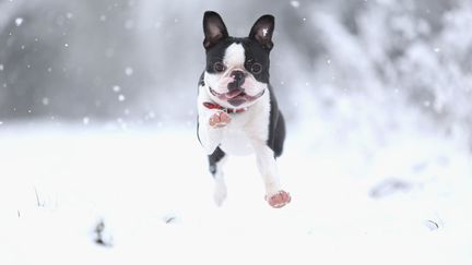 Freddy, un terrier de Boston, semble appr&eacute;cier la neige &agrave; Nottingham (Royaume-Uni), le 21 janvier 2013. (LAURENCE GRIFFITHS / GETTY IMAGES)