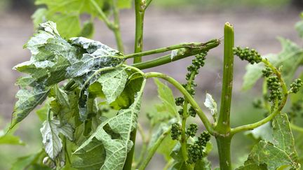 Orages : des vignobles dévastés par la grêle