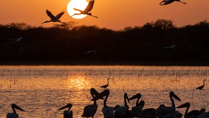 Ici, la savane et les régions boisées parsemées de lacs sont des routes majeures pour les oiseaux migrateurs et un véritable refuge pour de nombreux animaux. Le photographe Abdulmonam Eassa a passé plusieurs jours et plusieurs nuits à les observer. Découvrez son travail ici.&nbsp; &nbsp;&nbsp; (ABDULMONAM EASSA / AFP)