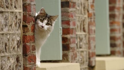 Des jeunes de 12 ans sont accus&eacute;s d'avoir tortur&eacute; une chatte &agrave; Vauvert (Gard), le 31 octobre 2014.&nbsp; (SÉBASTIEN HERENT / BIOSPHOTO / AFP)