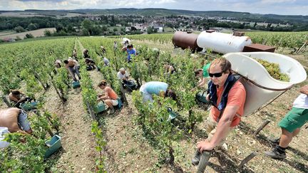 Les vandanges dans le chablisien (Yonne). Photo d'illustration. (MAXPPP)