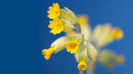 Primula veris, aussi appelée "coucou" (N-PHOTO MAGAZINE / FUTURE PUBLISHING / GETTY IMAGES)