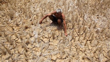 Un homme au milieu de son champ de riz totalement victime de la sécheresse causée par le phénomène El Niño, à Bulacan (Philippines), le 13 avril 2016. (ROUELLE UMALI / NURPHOTO / AFP)