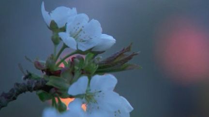 Face au gel qui menace leurs cultures, les arboriculteurs font leur maximum pour protéger leurs fruits. C’est le cas à Bessanay (Rhône), où Alain Coquard a veillé toute la nuit et tenté de réchauffer l’atmosphère. (France 2)