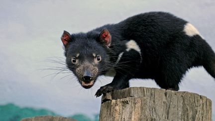 Un diable de Tasmanie, le 30 juin 2010 dans un zoo de Sydney (Australie). (GREG WOOD / AFP)