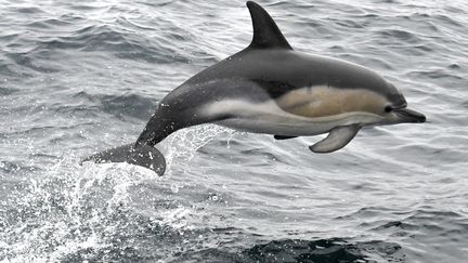 Un dauphin au large des côtes bretonnes, près de La Forêt-Fouesnant (Finistère), le 17 octobre 2017. (FRED TANNEAU / AFP)