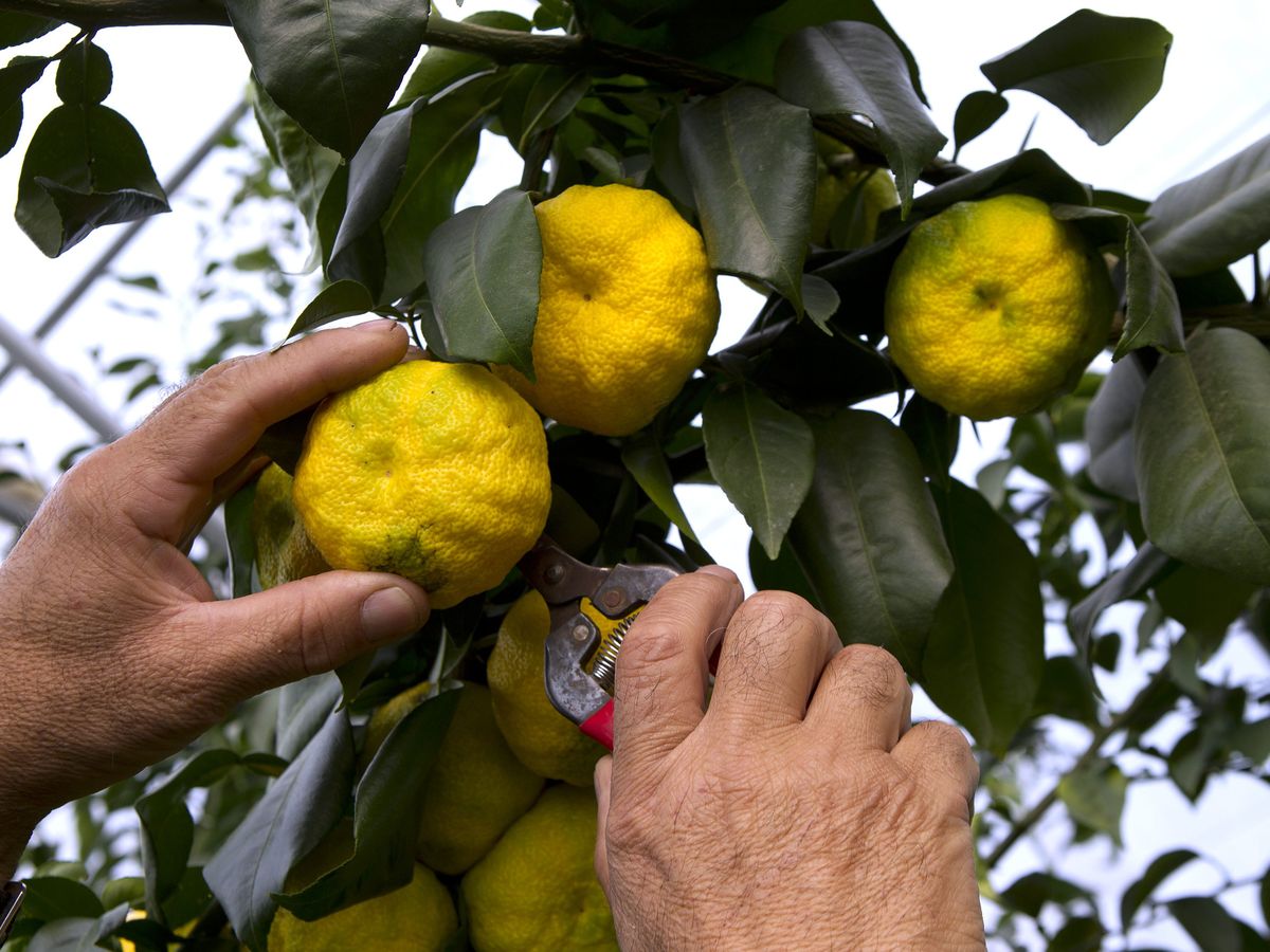 10 conseils simples pour faire pousser un citronnier en pot