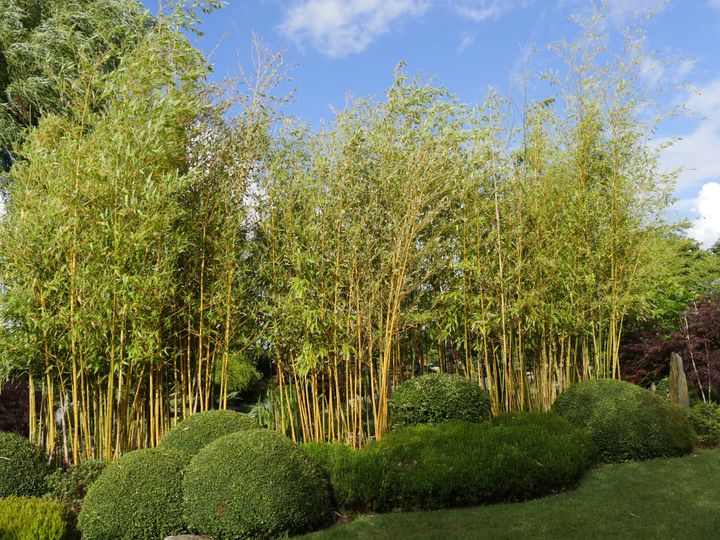 Les phyllostachys poussent vite. Les cannes peuvent être jaunes, vertes ou noires et constituent de jolies séparations.&nbsp; (ISABELLE MORAND / RADIO FRANCE / FRANCE INFO)