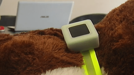 Animaux fugueurs : le nouveau collier GPS !