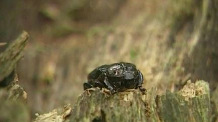 En Normandie, le scarabée pique-prune, une espèce protégée car&nbsp;menacée, vit sur ce qui aurait dû être une&nbsp;2x2&nbsp;voies, dans l’Orne.&nbsp;Le projet est ainsi retardé. (FRANCE 3)