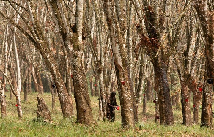 Un travailleur inspecte la récolte de latex dans une plantation d'hévéas à Monrovia, capitale du Liberia. (GEORGE OSODI/AP/SIPA / AP)