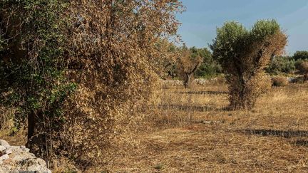 Des arbres contamin&eacute;s par la bact&eacute;rie Xylella Fastidiosa, pr&egrave;s de Lecce,&nbsp;dans le sud de l'Italie, le 25 juillet 2015. (  MAXPPP)