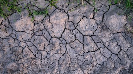 De la terre asséchée, à Roncq (Nord), le 29 juin 2019. (MAXPPP)