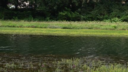 Le myriophylle, une plante venue d'Amérique du Nord, est arrivée en France en 2011. Depuis, elle a colonisé les canaux du nord du pays, rendant les activités fluviales impossibles.