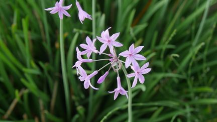 Chez le tulbaghia, les fleurs peuvent être roses ou blanches. Le feuillage uni ou panaché comme chez 'Silver Lace'.&nbsp; (ISABELLE MORAND / RADIO FRANCE / FRANCE INFO)