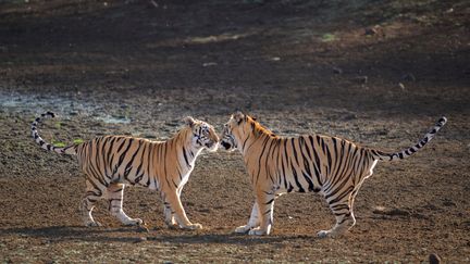 Deux tigres se préparent pour un combat, le 21 juin 2022, dans la réserve Tadoba Andhari, en Inde. (CATERS/SIPA)