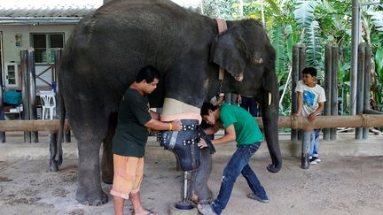 L'éléphante Mosha, blessée par une mine&nbsp;il y a une dizaine d'années, reçoit sa neuvième prothèse, le 29 juin 2016 à Lampang&nbsp;(Thaïlande). &nbsp; (ATHIT PERAWONGMETHA / REUTERS)