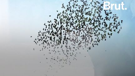 Des oiseaux qui rapetissent. C’est l'une des conséquences inattendues du réchauffement climatique…