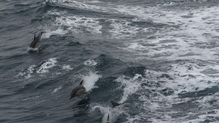 Environ 9 000 dauphins communs meurent chaque année par capture accidentelle sur la façade atlantique française, selon le Ciem, l'organisme scientifique international de référence. (BENJAMIN BOURGINE / RADIO FRANCE)