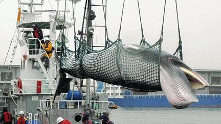 Une baleine est transportée depuis un bateau en mai 2011 sur le port de Kushiro, dans la préfecture d'Hokkaido (Japon). (MINORU SUZUKI / YOMIURI / AFP)