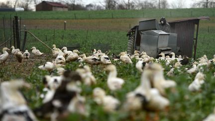 Un élevage de canards landais (illustration). (GAIZKA IROZ / AFP)