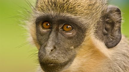 Un singe vert (Chlorocebus sabaeus) dans le parc national du&nbsp;Niokolo-Koba&nbsp;au Sénégal. (AFP - FRANS LANTING / FRANS LANTING STOCK)