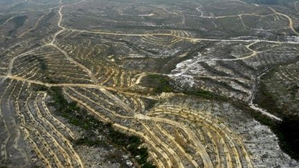 Des terres dévastées dans la région de Bornéo, en Indonésie. Photo non datée, révélée par Greenpeace le 6 juillet 2010. (AFP PHOTO / HO / GREENPEACE)