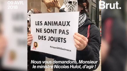 Ces militants ont donné de la voix afin de demander l’interdiction des animaux dans les cirques