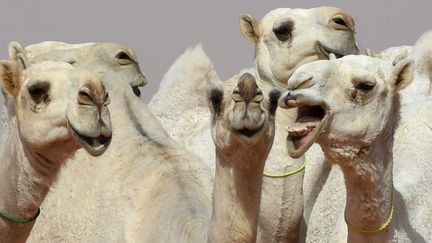 Des dromadaires participent au concours de beauté du roi Abdelaziz, en Arabie saoudite, le 19 janvier 2018. (FAYEZ NURELDINE / AFP)