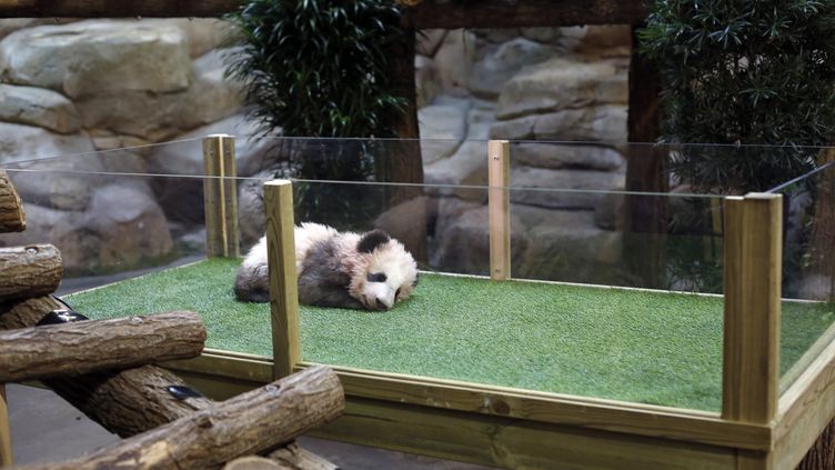 Premiere Sortie Du Bebe Panda Aucune Raison Pour Que Cela Le Perturbe Assure Le Directeur Du Zoo De Beauval