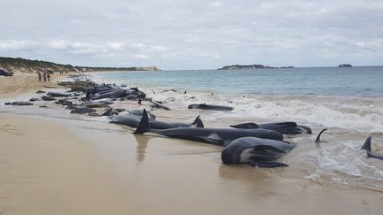 Plus de 100 dauphins se sont échoués sur une plage de Hamelin Bay, en Australie, le 23 mars 2018. (SOCIAL MEDIA / REUTERS)