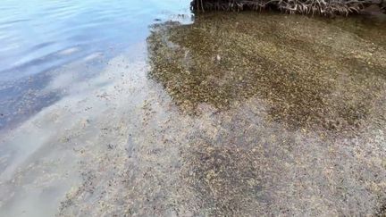 Pollution : l’hydrogène sulfuré à l’origine des sargasses et de nombreux désagréments en Guadeloupe (FRANCE 3)