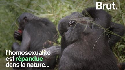 L'homosexualité chez les animaux, c'est "un comportement tout à fait normal et naturel". Brut a rencontré l'éthologue Fleur Daugey. Elle explique.