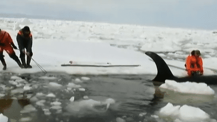 Trois orques ont été libérés de leur prison de glace, mardi 19 avril, près de l'île de Sakhaline en Russie.