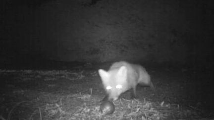 Ce renard du Gers, film&eacute; par une cam&eacute;ra infrarouge, s'appr&ecirc;te &agrave; voler une boule de p&eacute;tanque dans cette vid&eacute;o diffus&eacute;e le 11 avril 2012 sur YouTube. (YOUTUBE / FTVI)