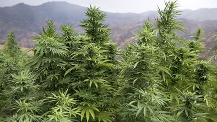 Des plants de cannabis dans un champ près de la ville de Ketama, dans la région du nord du Rif, au Maroc, le 2 septembre 2019. (FADEL SENNA / AFP)