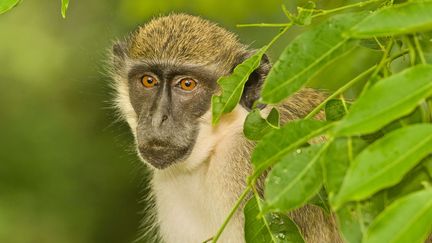 Les deux animaux aperçus aux Abymes font partie de l'espèce Chlorocebus, au pelage verdatre. (MINT IMAGES / REX FEATU / REX / SIPA)