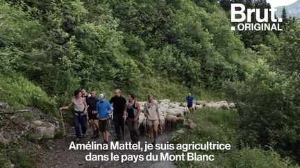 Chaque été, Amélina Mattel accompagne ses brebis à plus de 1900 mètres d'altitude pour leur offrir une herbe fraîche à brouter. Une tradition vieille de plusieurs millénaires.