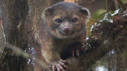 Photo non dat&eacute;e d'un olinguito, mammif&egrave;re carnivore de deux kilos vivant dans la for&ecirc;t des Andes. (GETTY IMAGES NORTH AMERICA / AFP)