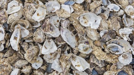 Des centaines de coquilles d'huîtres amoncelées (photo d'illustration). (MARIO MARCO / MOMENT RF / VIA GETTY)