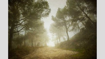 &nbsp; (L'appel de la forêt ©  Paul Grand Image /GettyImages)