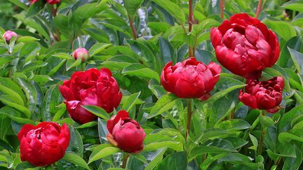 Pivoines en fleurs (ULLSTEIN BILD / GETTY IMAGES)