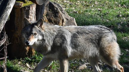 Un loup (photo d'illustration), le 2 février 2023. (PHILIPPE GREILLER / MAXPPP)