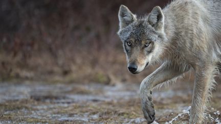 Un loup aperçu dans une forêt en Finlande. (OLIVIER MORIN / AFP)