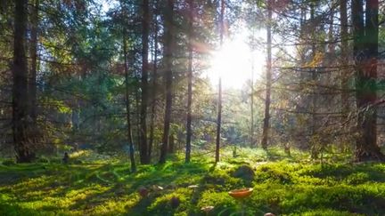 "L'intelligence des Arbres" de Julia Dordel.
 (Jupiter Films / DR)