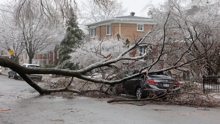 A tree fell after the passage of an ice storm on April 6, 2023 in Montreal (Canada).  (DAVID HIMBERT / HANS LUCAS / AFP)