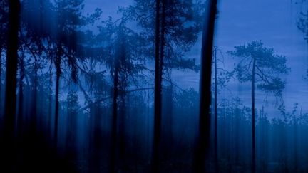 La forêt suédoise
 (CHRISTOPHE SIDAMON-PESSON / BIOSPHOTO)