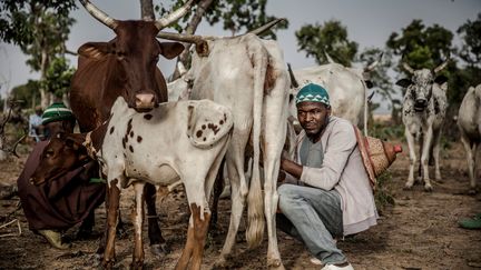 Un éleveur fulani au Nigeria trait son troupeau. (LUIS TATO / AFP)